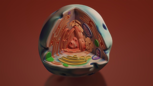 mitochondria