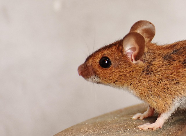 mice